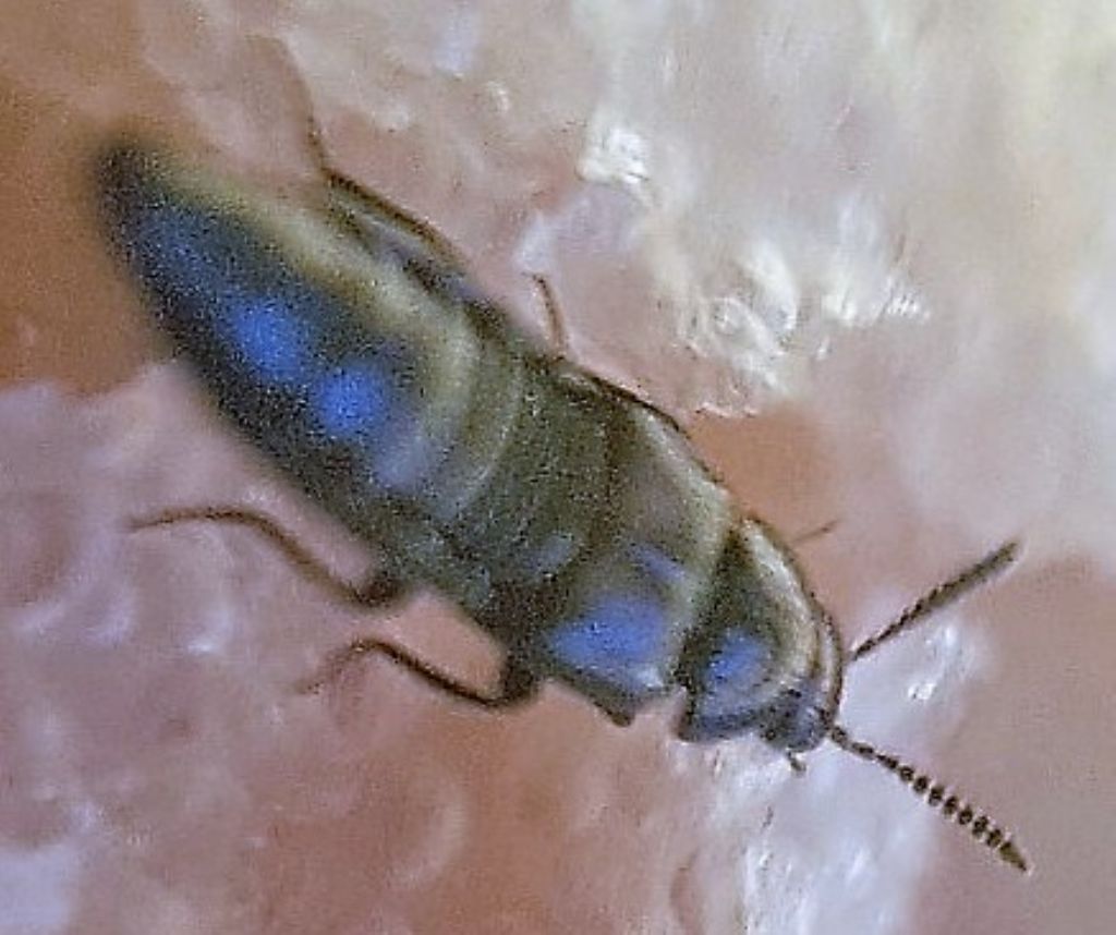 Stafilinidae: cfr.  Aleochara (Coprochara) bipustulata